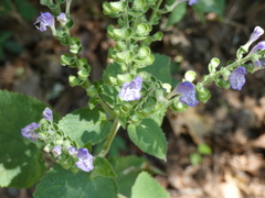 Scutellaria ovata