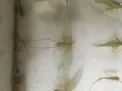 Chrysopa nigricornis