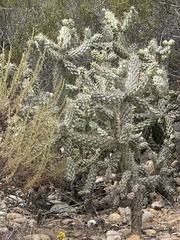 Cylindropuntia cholla