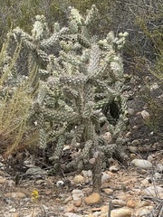 Cylindropuntia cholla