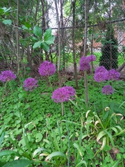Allium hollandicum