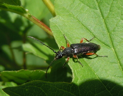 Anoplodera rufipes