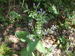 Scutellaria ovata