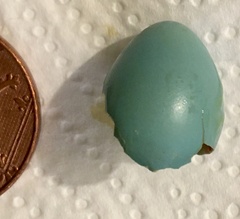 Prunella modularis occidentalis