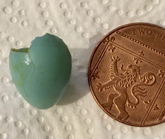 Prunella modularis occidentalis