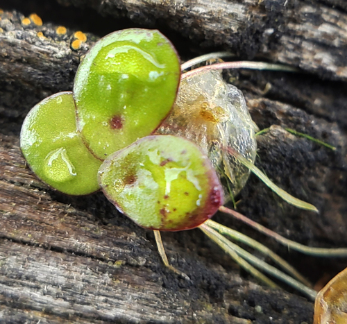 Spirodela polyrhiza