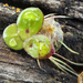 Spirodela polyrhiza - Photo (c) aarongunnar, algunos derechos reservados (CC BY), subido por aarongunnar