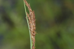 Carex hyalinolepis