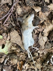 Apodemus sylvaticus