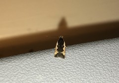 Cosmardia moritzella