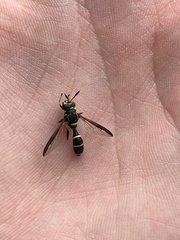 Sphiximorpha willistoni