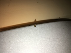 Cosmardia moritzella