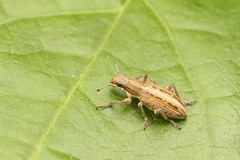 Charagmus intermedius