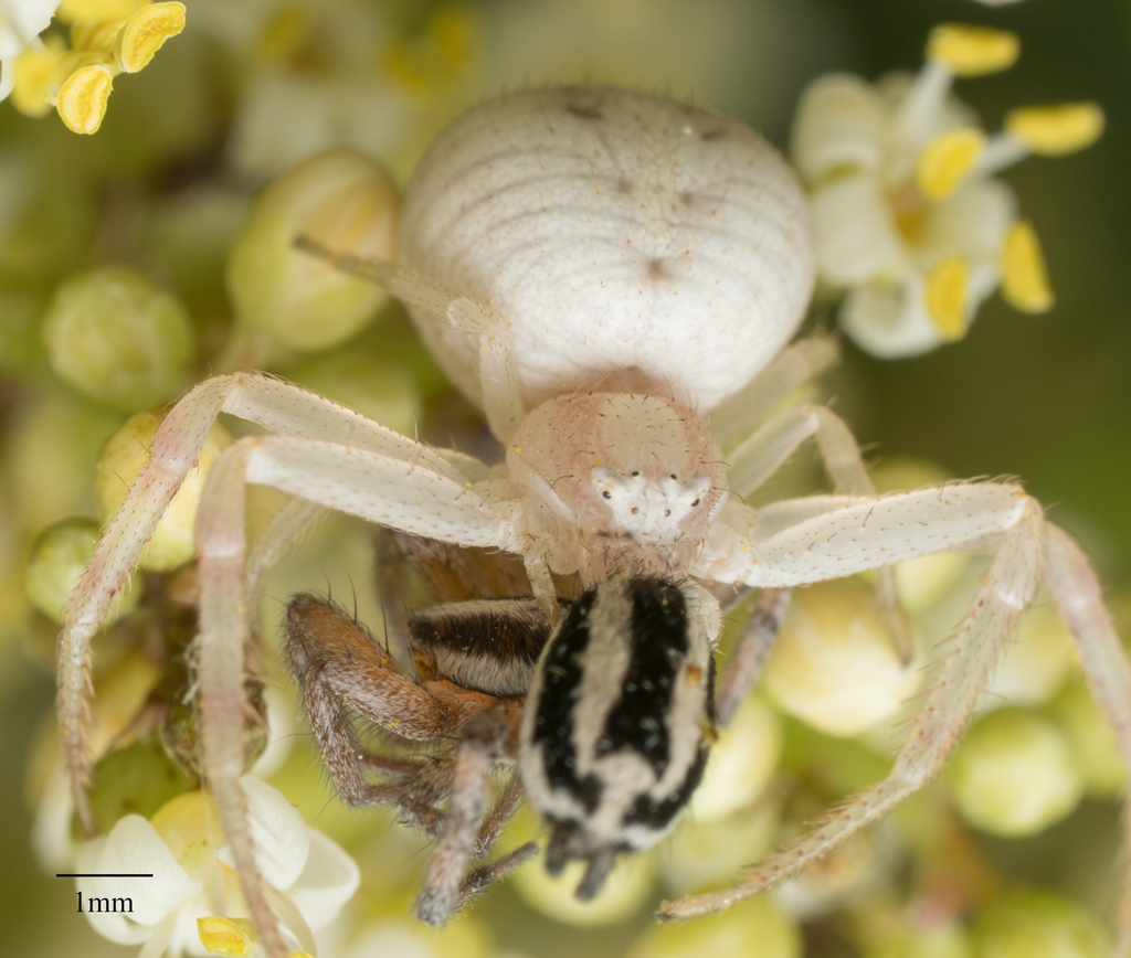 Cesonia trivittata