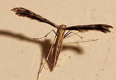 Lioptilodes albistriolatus