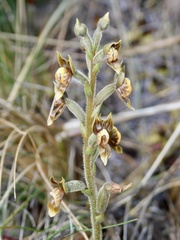 Pterichis silvestris
