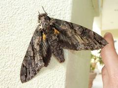 Cocytius antaeus