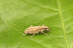 Charagmus intermedius