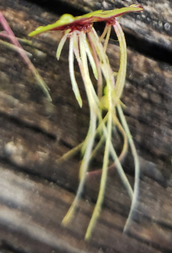Spirodela polyrhiza