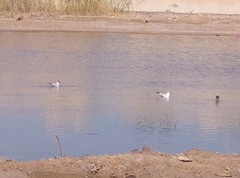 Chroicocephalus ridibundus