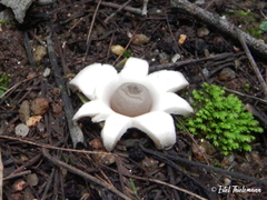 Geastrum floriforme