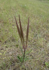 Asclepias michauxii