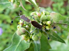 Chariesterus armatus