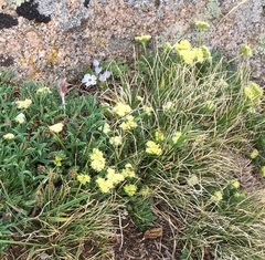 Oreoxis alpina