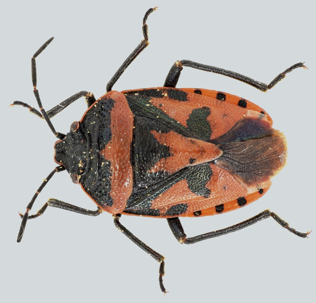 Eurydema blanda