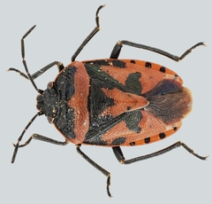 Eurydema blanda
