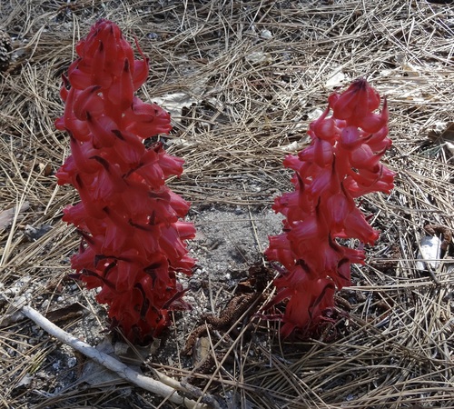 iNaturalist observation photo of Snowplant