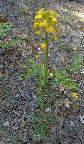 iNaturalist observation photo of Western Wallflower