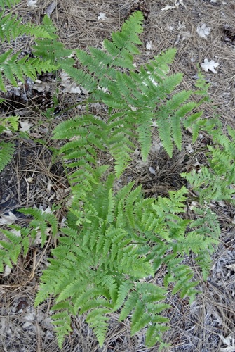 iNaturalist observation photo of common bracken