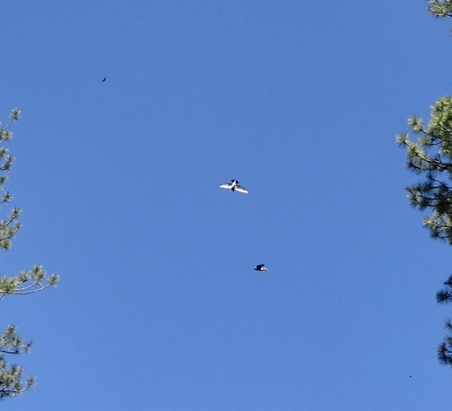 iNaturalist observation photo of Violet-green Swallow