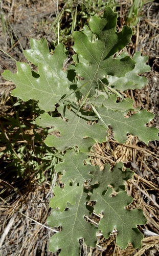 iNaturalist observation photo of California black oak