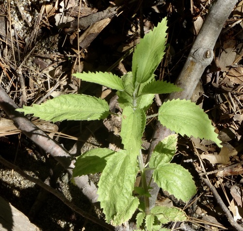 iNaturalist observation photo of slender stinging nettle