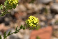 Biscutella cichoriifolia
