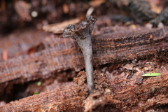 Craterellus australis