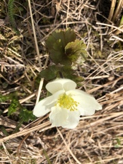 Anemonastrum sibiricum