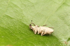 Charagmus intermedius