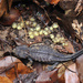 Echinotriton chinhaiensis - Photo (c) Spark, algunos derechos reservados (CC BY-NC), subido por Spark