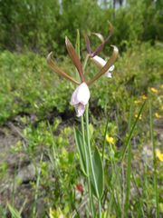 Cleistesiopsis oricamporum