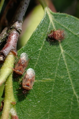 Kleidocerys resedae