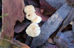 Mycena mijoi