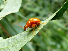Clinolabus melanocoryphus