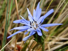 Perezia multiflora