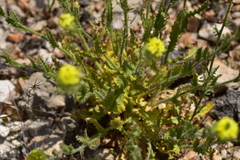 Biscutella cichoriifolia