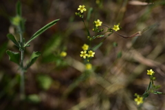 Linum corymbulosum