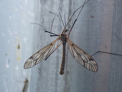 Tipula rufina