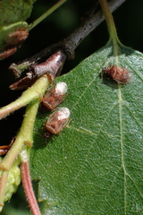 Kleidocerys resedae